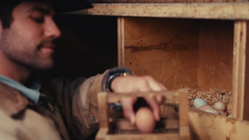 A man wearing a cowboy hat and a tan jacket reaches into a wooden nesting box to gather eggs he carefully picks up a light blue egg and places it into a small wooden basket