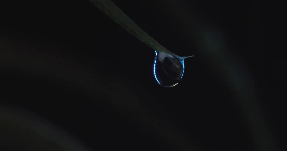Water gathers into a drop of water hanging on a narrow leaf at night