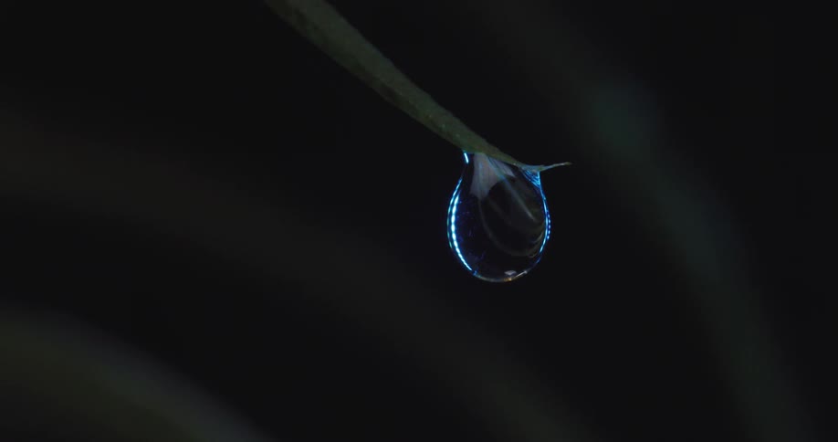 A close view shows a single clear water droplet hanging from the tip of a green leaf before it falls against a dark background