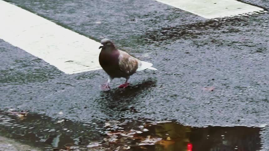Pigeon walking on wet asphalt near a pedestrian crosswalk