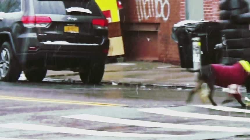Person walking a dog on a wet street during urban rainfall
