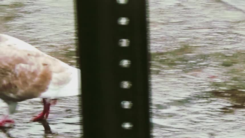 A pigeon with brown and white feathers walks on a wet wooden surface during a rain storm near a puddle