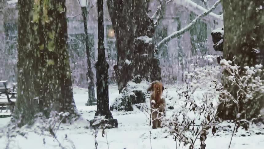 Dog walking among trees in a snowcovered park during snowfall