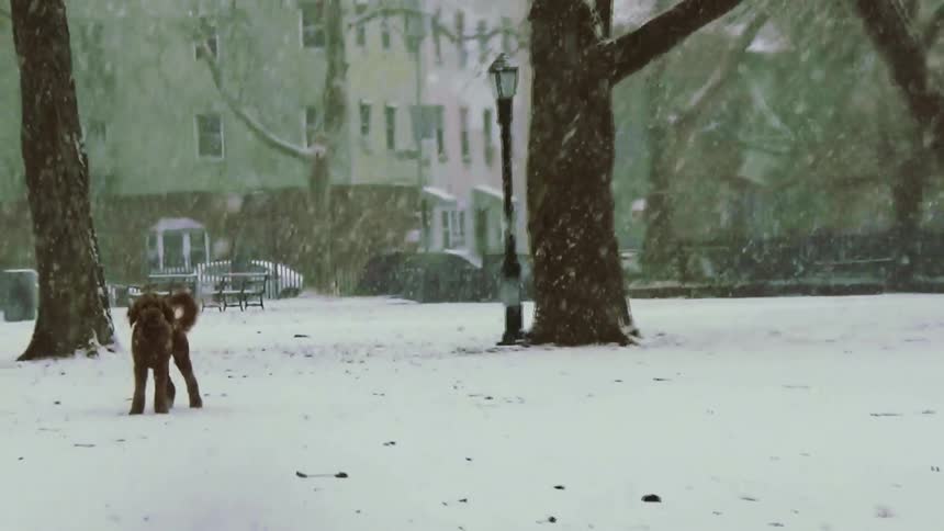 Person walking a dog in a snowcovered park among trees
