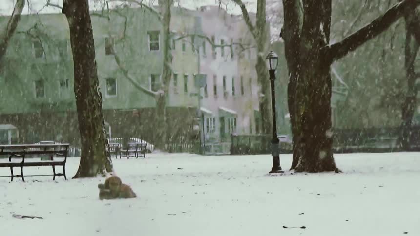A brown dog stands in a snowcovered park as flakes fall steadily against a backdrop of bare trees and city buildingsthe dog eventually sits and lies down in the snow while the camera pans out to reveal more of the wintry landscape and distant figures