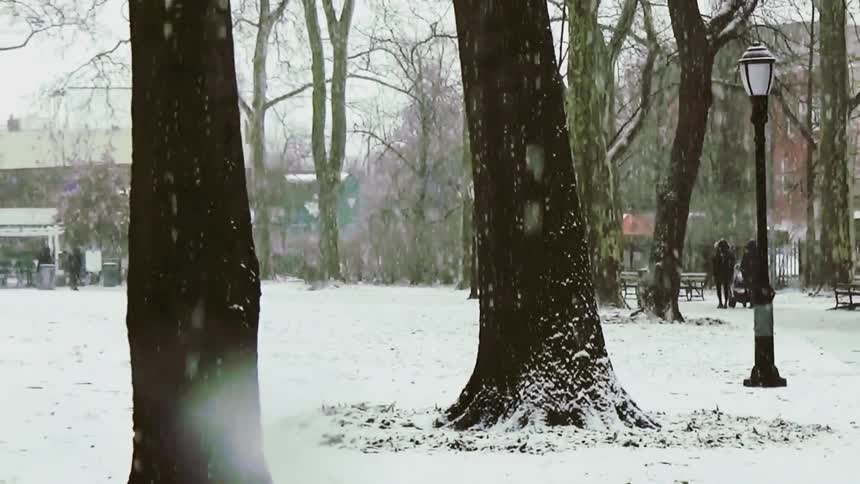 Tall bare trees stand in a snowy urban park with light snow falling against city buildings