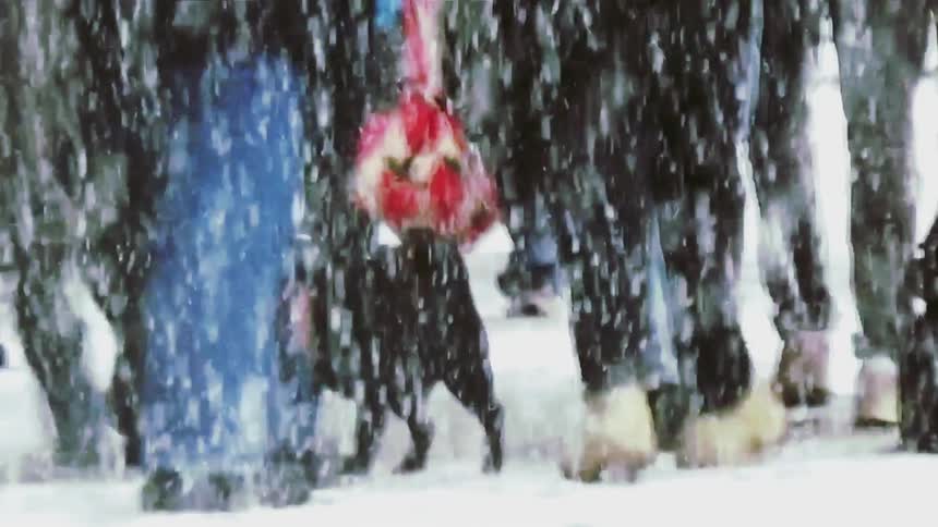 Dog walking among pedestrians legs during urban snowfall