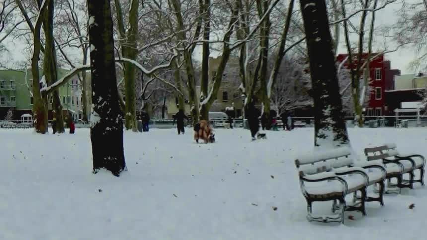 People and dogs in a snowcovered park with benches nearby