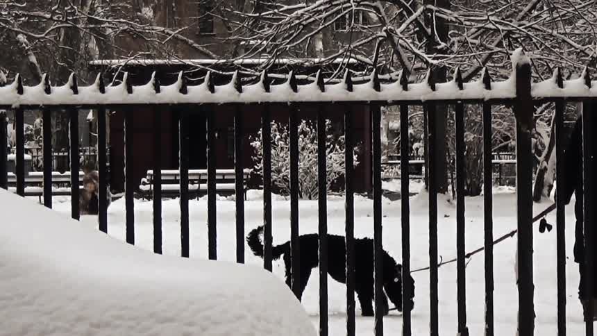 Dog on a leash walking behind a fence in a snowcovered park