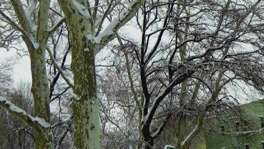 Snowcovered trees with bare branches stand against a grey winter skythe camera pans across the textured whiteandtan bark of the larger trunks as snow clings to their limbs