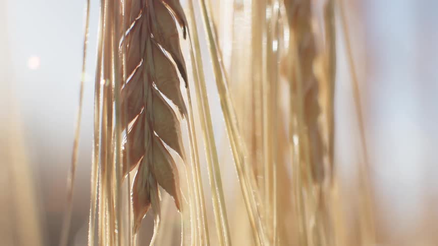 Some grain growing out in a field