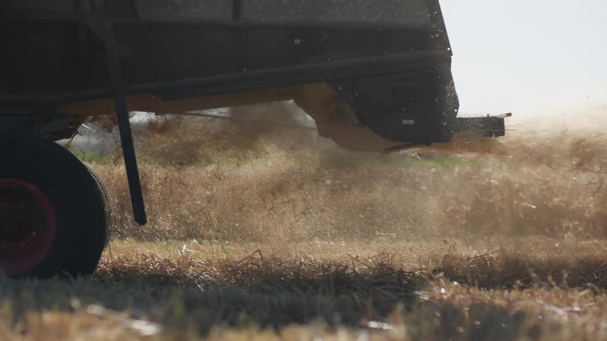 A close view shows the rear of a harvesting machine as it moves through a field while discharging dry plant material into the air during a sunny day