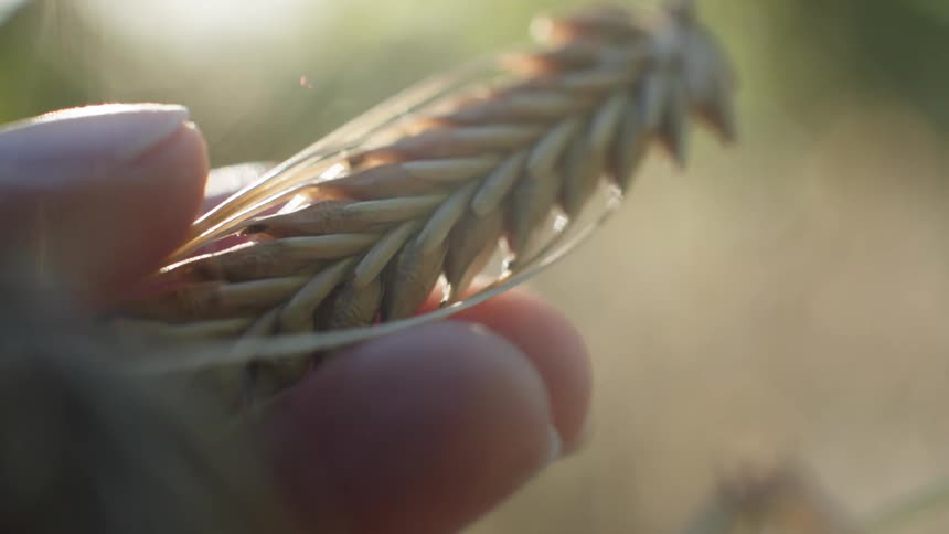 Wheat ear being held between fingers under natural light