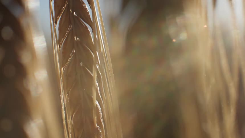 Closeup wheat ear illuminated by sunlight among field stalks