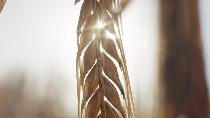 Corn stalks turning brown due to the harvest season in a cornfield on a sunny day