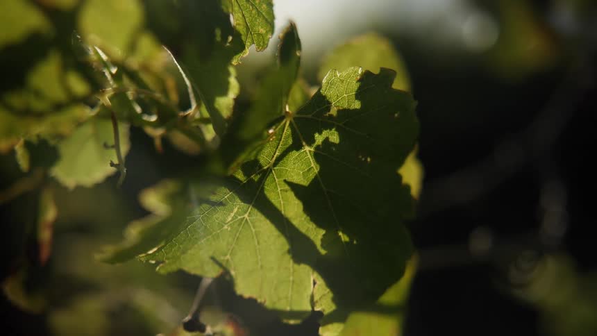 Grapevine leaves illuminated by sunlight in a vineyard