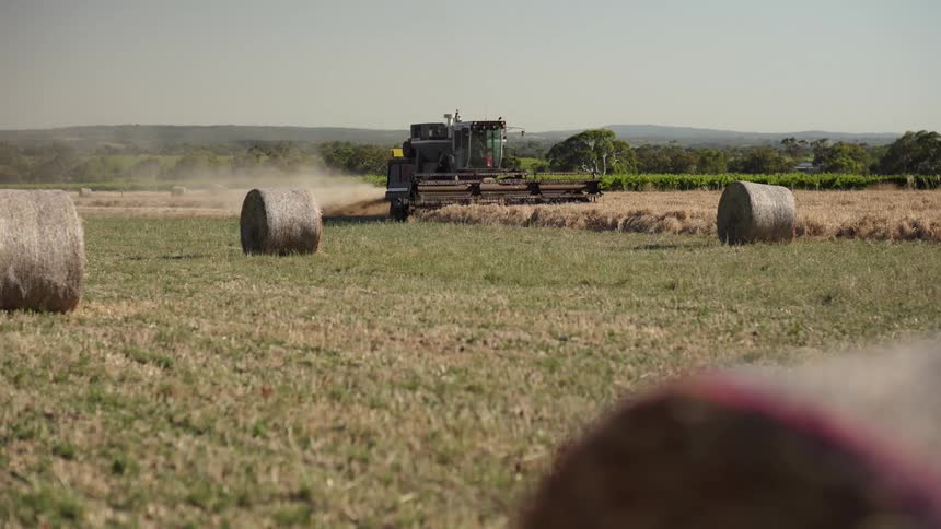 Harvester operating in an agricultural field with hay bales around