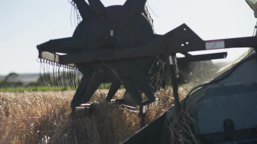 A combine harvester moves through a golden wheat field harvesting crops on a rural farm