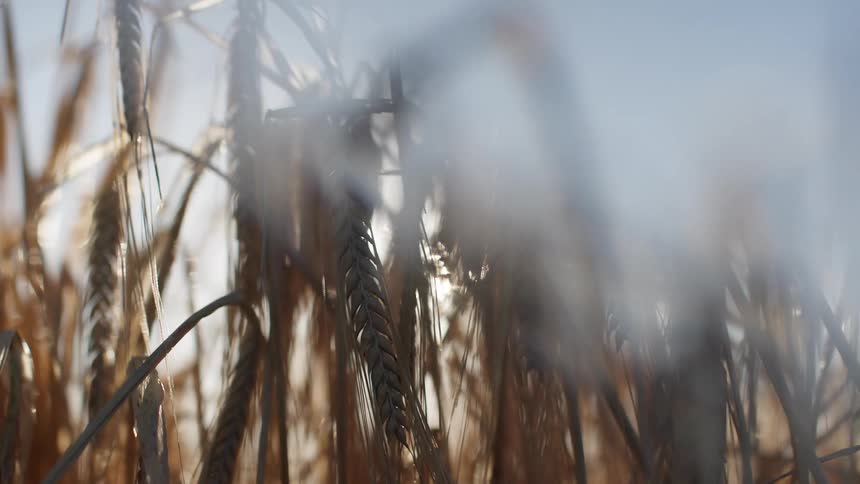 Wheat ears lit by sunlight in an agricultural field