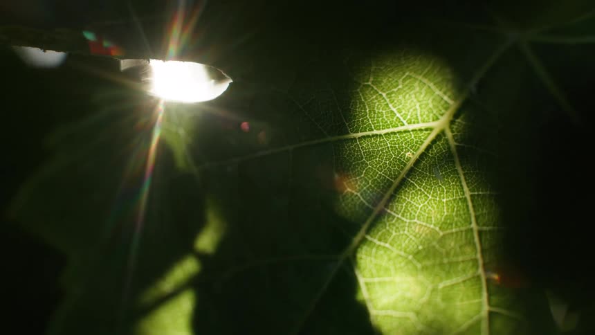 Closeup of sunlight filtering through green leaves highlighting intricate veins