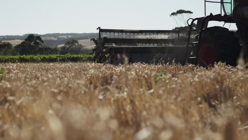 A combine harvester cutting down plants