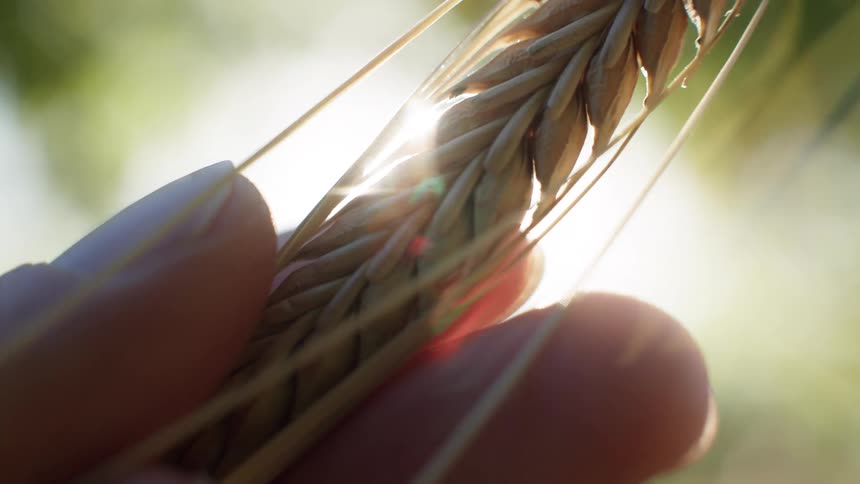 Closeup of a hand holding a wheat stalk with sunlight streaming through