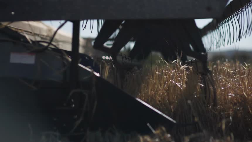 Farm equipment is harvesting wheat in a field on a sunny day