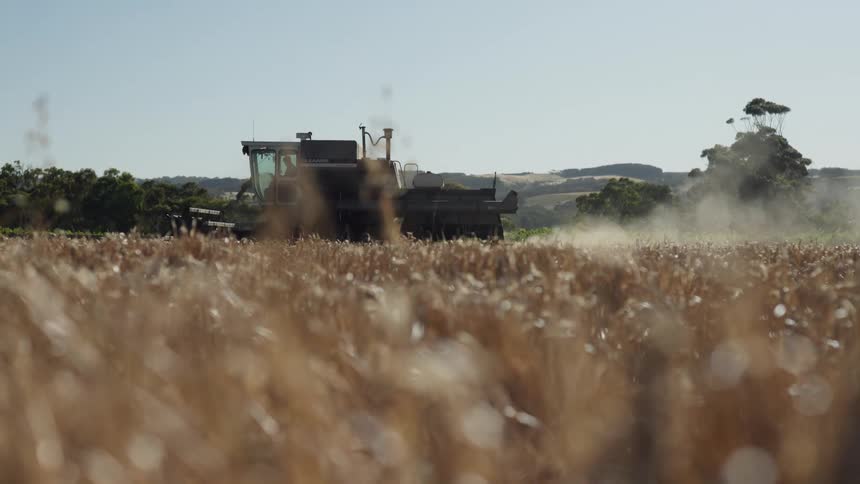 A farmer driving a tractor across a cornfield while harvesting on a sunny day