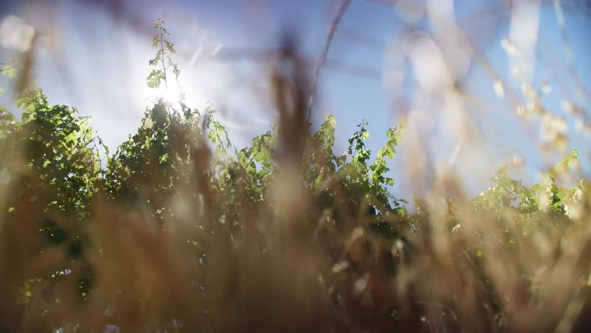 A view of some plants in a field