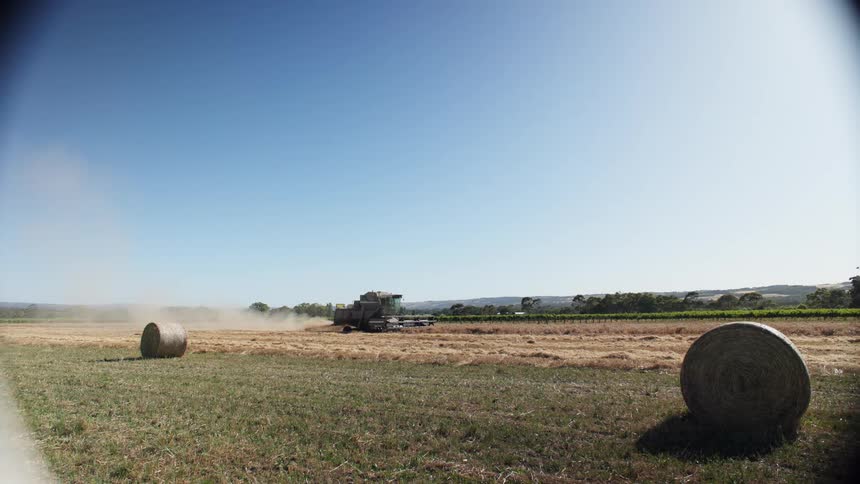 A combine harvester moves across a golden field under a clear blue sky kicking up a trail of dust as it processes the crop large round hay bales sit in the foreground of the sundrenched landscape while a line of trees and vineyards marks the horizon