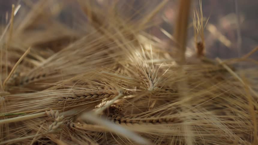 Grain is being stacked on a sunny day