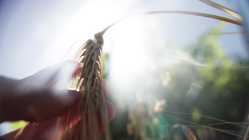 Wheat ear held by hand under direct sunlight