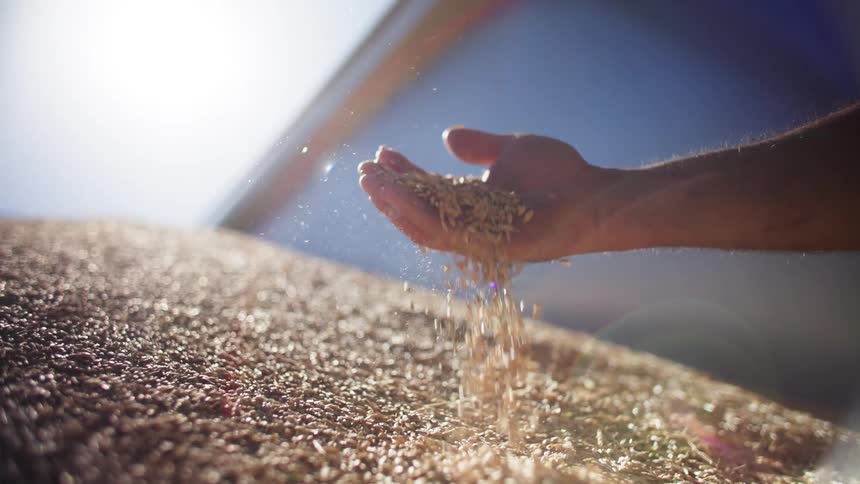 Man lets grain fall from his hand onto a mound during the daytime