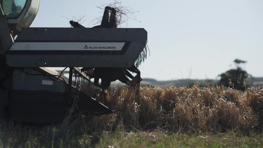 Harvester operating in a wheat field under open sky