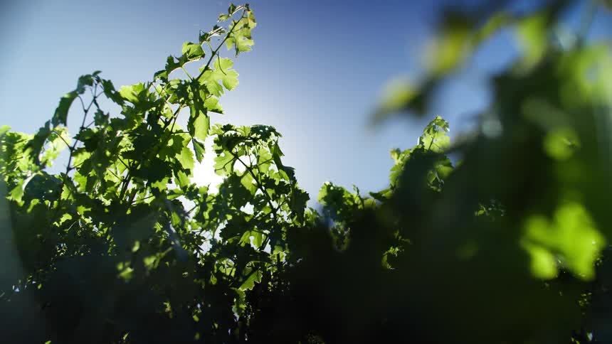 A view of leaves on trees