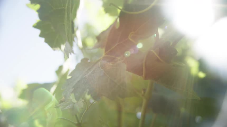 Grapevine leaves illuminated by direct sunlight among branches
