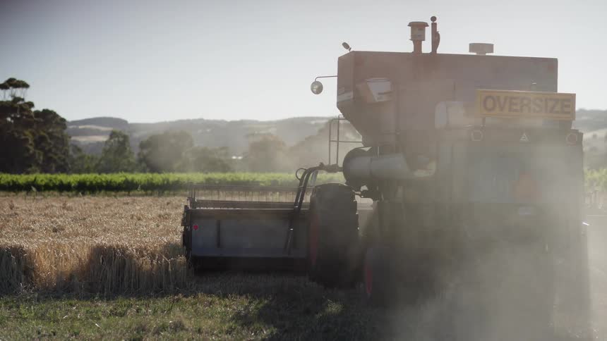 Harvester moving through a wheat field with dust raised during operation