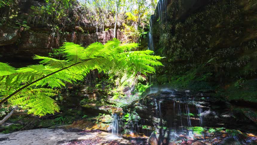 Trees and plants move in the breeze as waterfalls flow over a cliff in a tropical forest