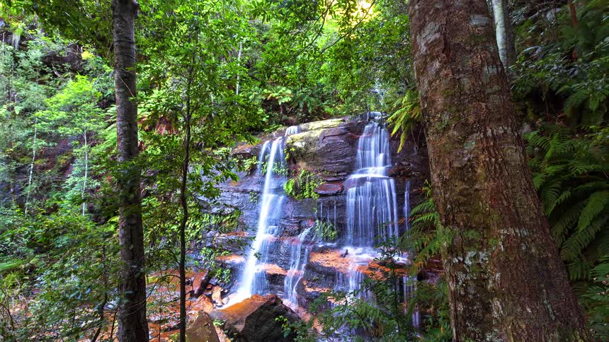 Trees and plants in a tropical forest as waterfalls flow over a cliff
