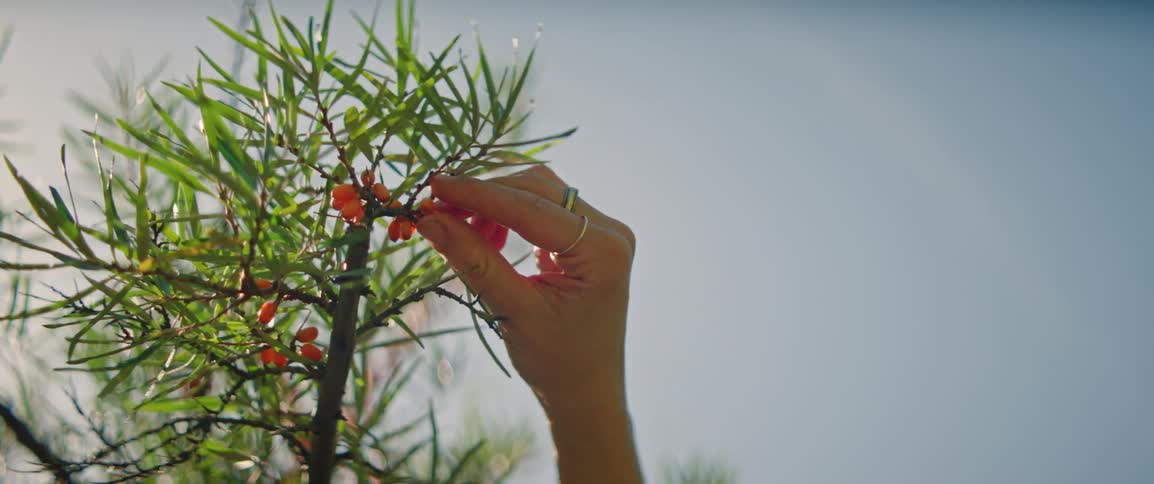 A person wearing silver rings reaches up toward a sea buckthorn branch and carefully plucks a small orange berry against a bright blue sky