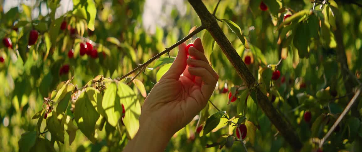 Hand picking a fruit from a tree branch