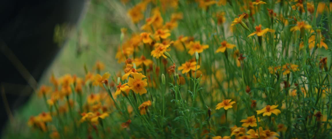 A close view shows the hands of a person as they use a pair of metal shears to cut small orange flowers from a green plant in a field
