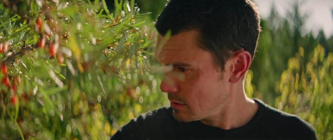 A man with a focused expression carefully harvests small orange berries from a sea buckthorn bush on a sunny day
