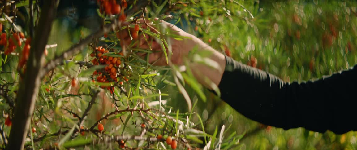 A close view shows the hand of a person as they pick small orange berries from the branches of a green bush during a sunny day