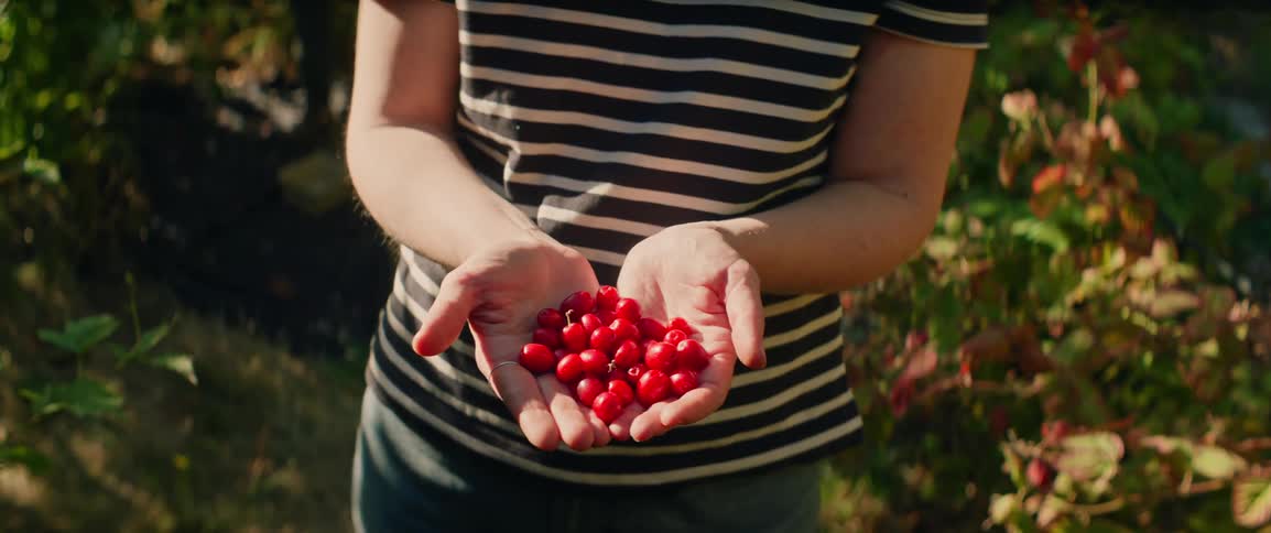 A close view shows the hands of a person wearing a striped shirt while holding a pile of small red berries in their palms during a sunny day