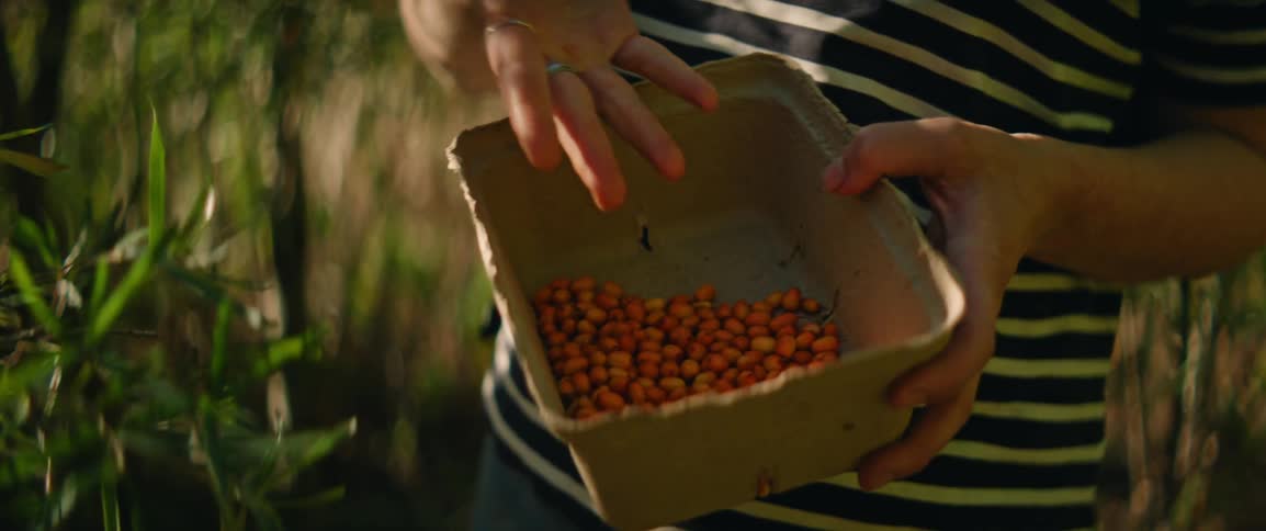 This video shows a person outdoors holding a cardboard container filled with small bright orange berries likely sea buckthorn they are seen carefully picking more berries from a nearby branch and adding them to the collection under warm natural sunlig