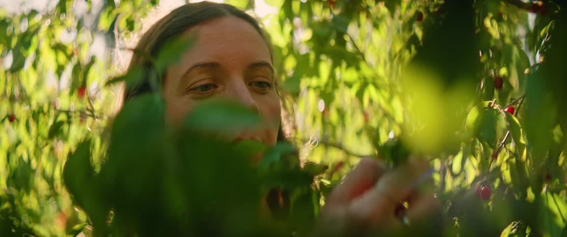Young adult woman smiling while she picks fruits from a branch of a plant outdoors during day time