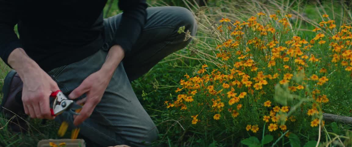 Adult man kneeling and cutting yellow flowers with a scissor before putting them on a basket next to him outdoors during day time