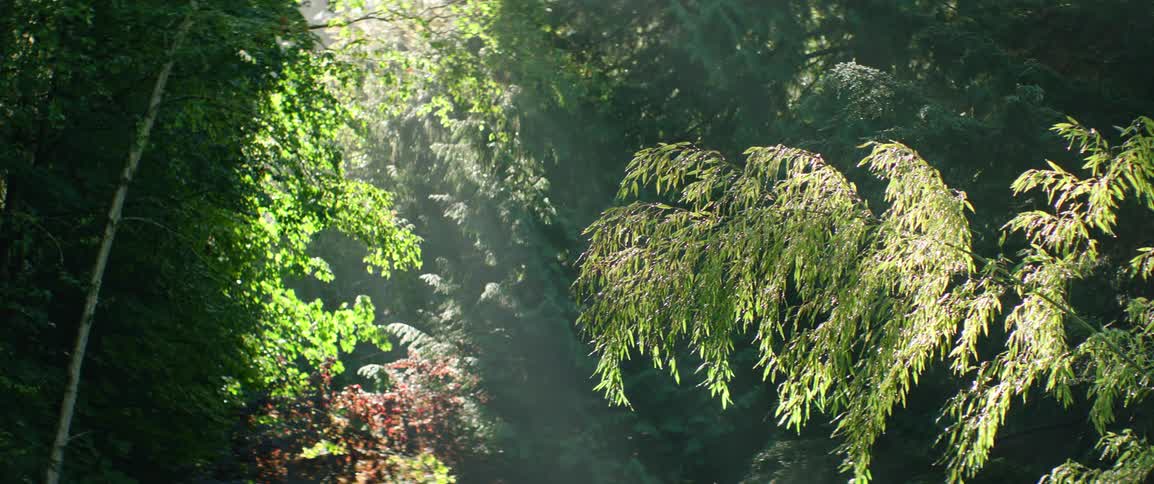 Sunlight filters through a dense canopy of green trees creating soft beams of light in a misty forest thin drooping branches with delicate leaves sway gently in the foreground against the hazy backdrop