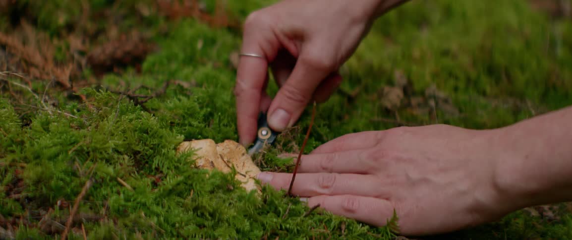 Human female adult hands cutting from the soil and picking up a mushroom outdoors during day time